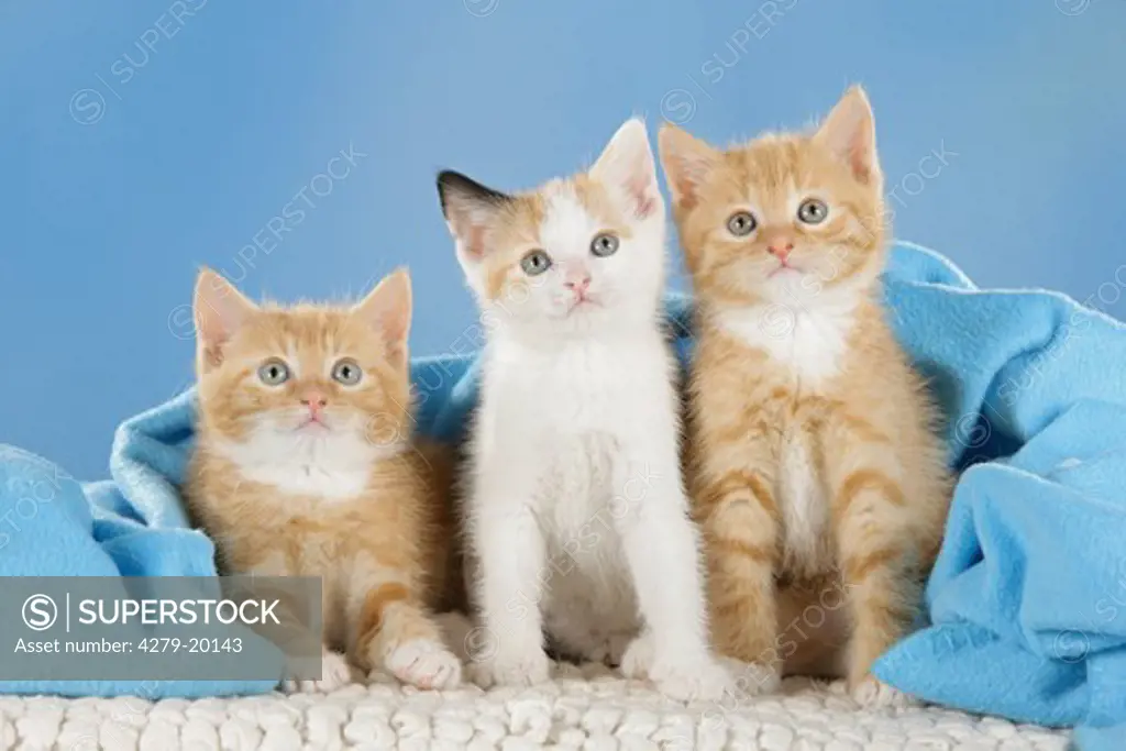 three kittens - sitting under blanket