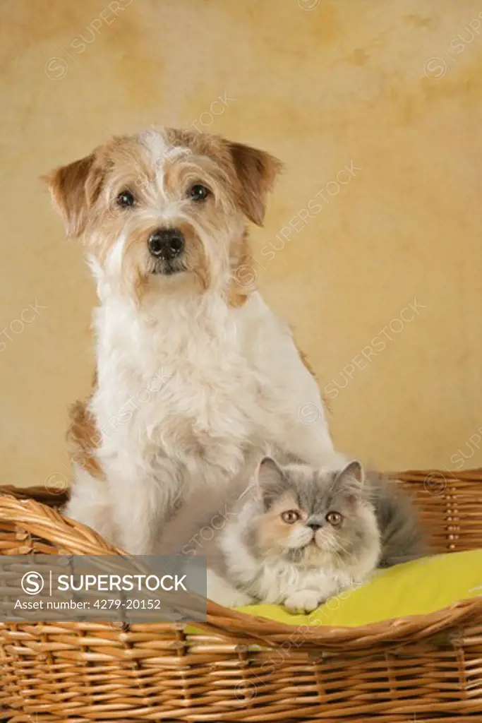 animal friends: Kromfohrlaender and Persian Cat