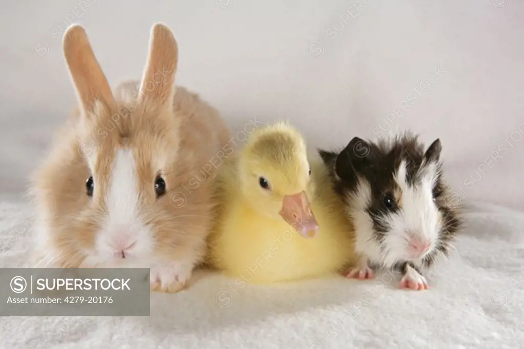 animal friends: pygmy rabbit, duck chick and rosette guinea pig