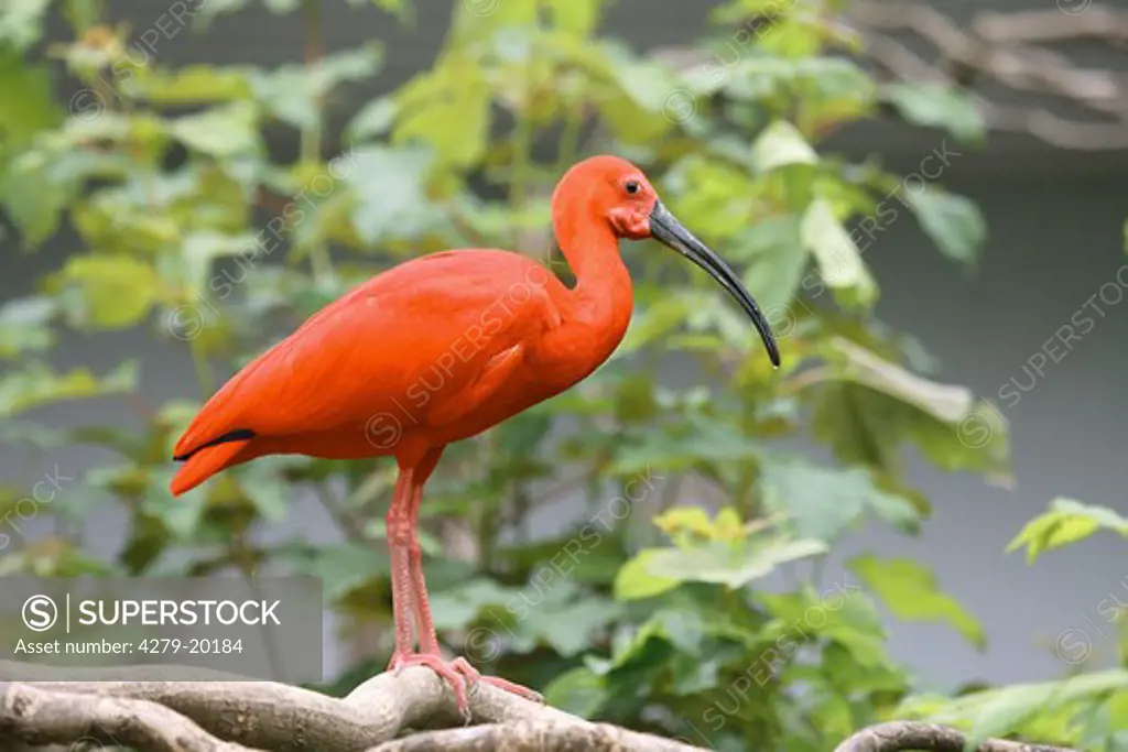 scarlet ibis on branch, Eudocimus ruber