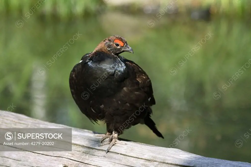 black grouse, Tetrao tetrix