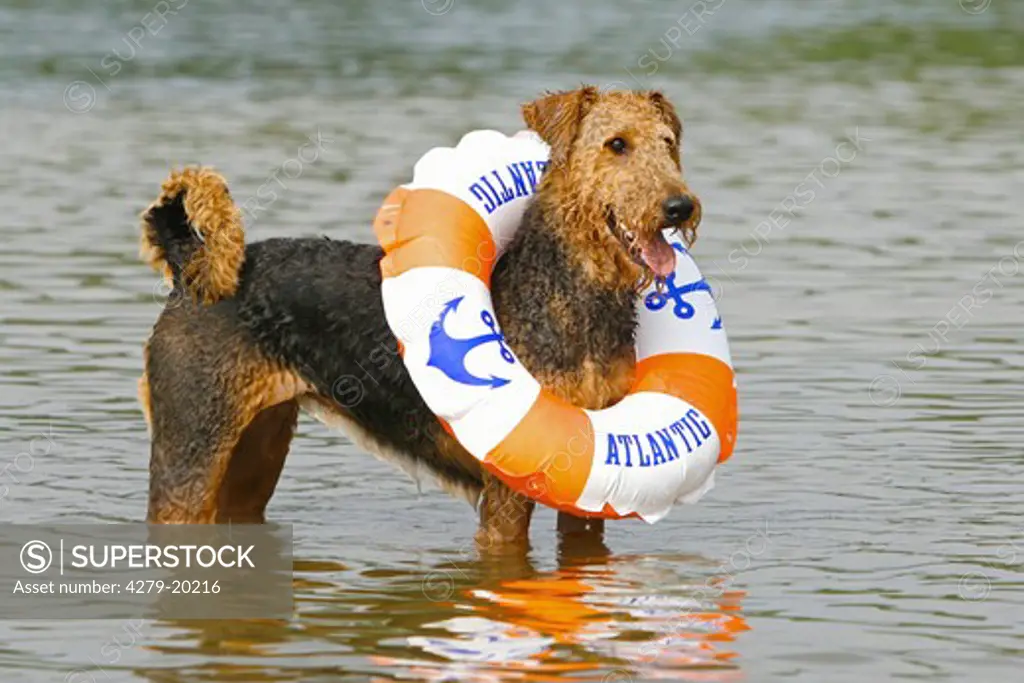 Airedale Terrier with floating tire