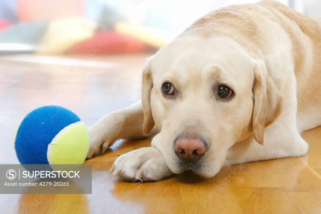 Labrador Retriever - lying next to ball