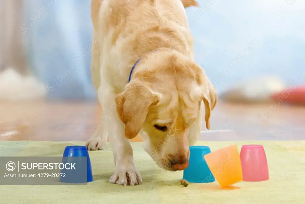 Labrador Retriever - intelligence test