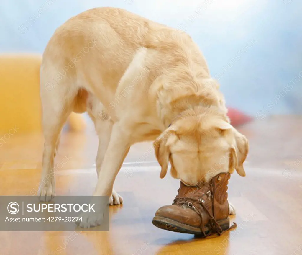Labrador Retriever with shoe