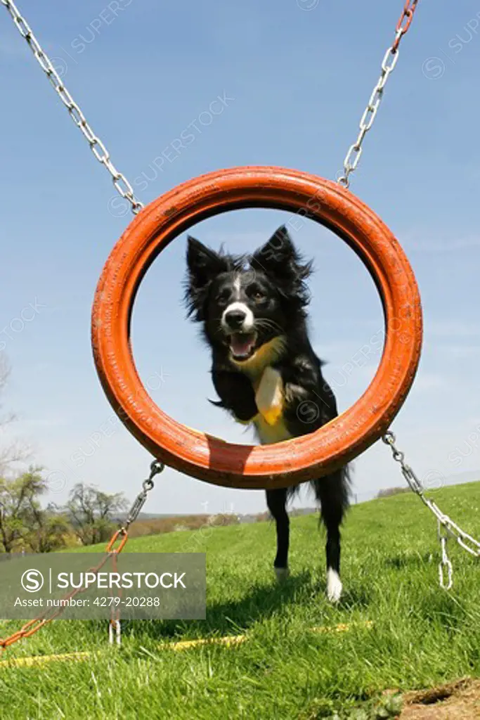 Border Collie - jumping through tyre