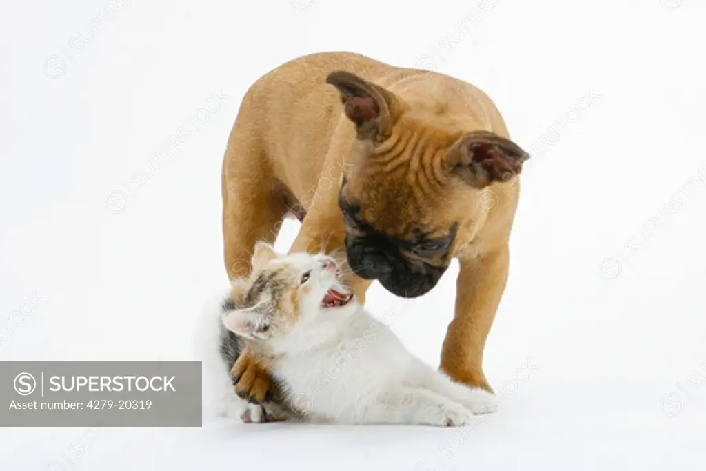 young French Bulldog and kitten