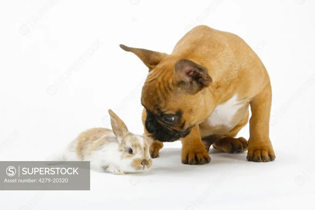 young French Bulldog and dwarf rabbit