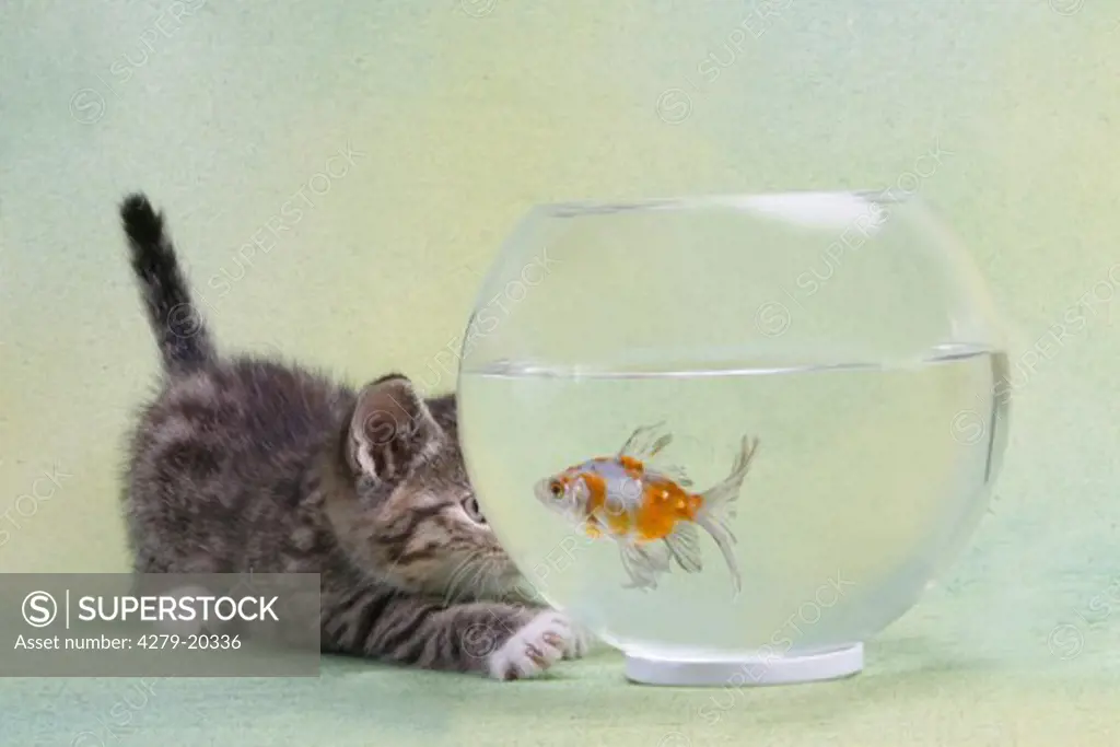 kitten watching fish in bowl