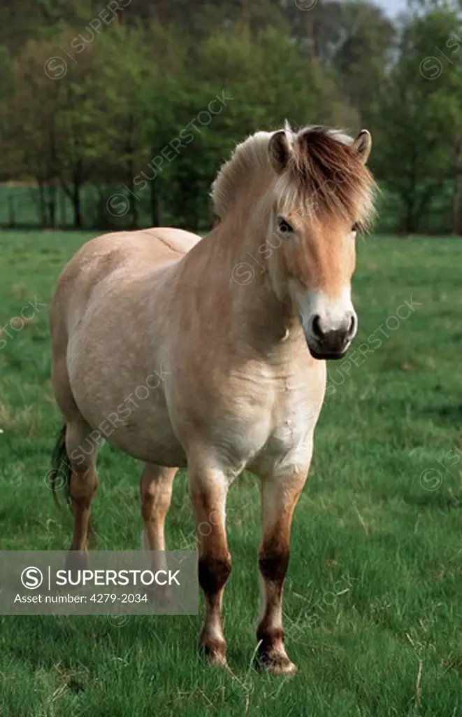 norvegian horse