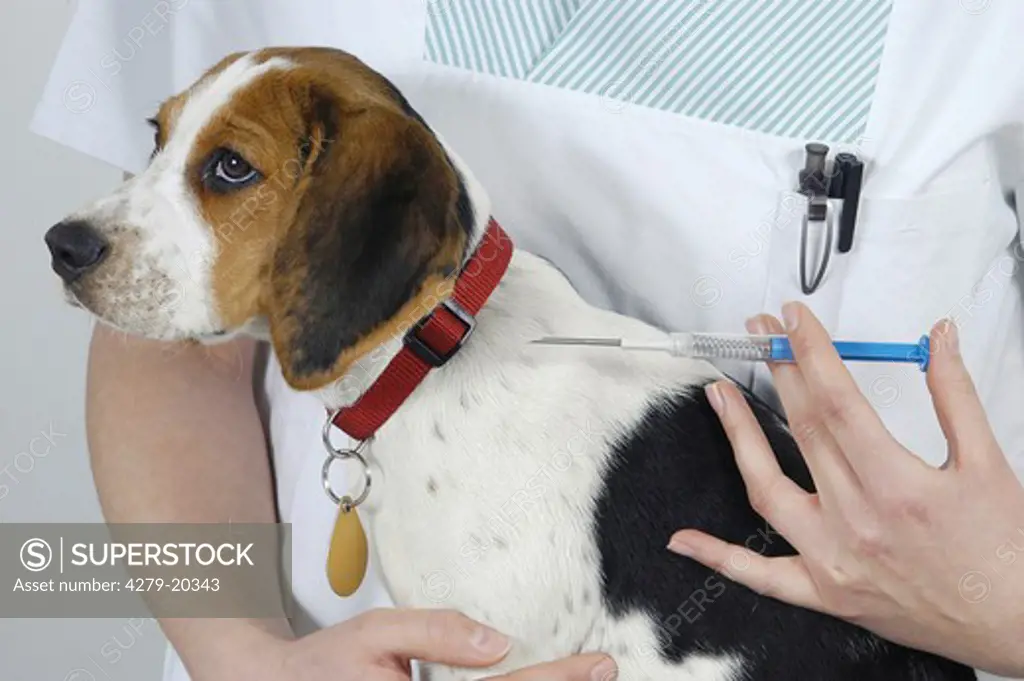 Beagle is getting an injection