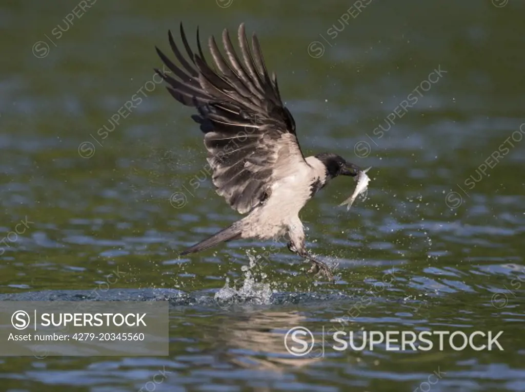 Hooded Crow (Corvus corone cornix). Adult fetching a dead fish drifting in water. Mecklenburg-Western Pomerania, Germany