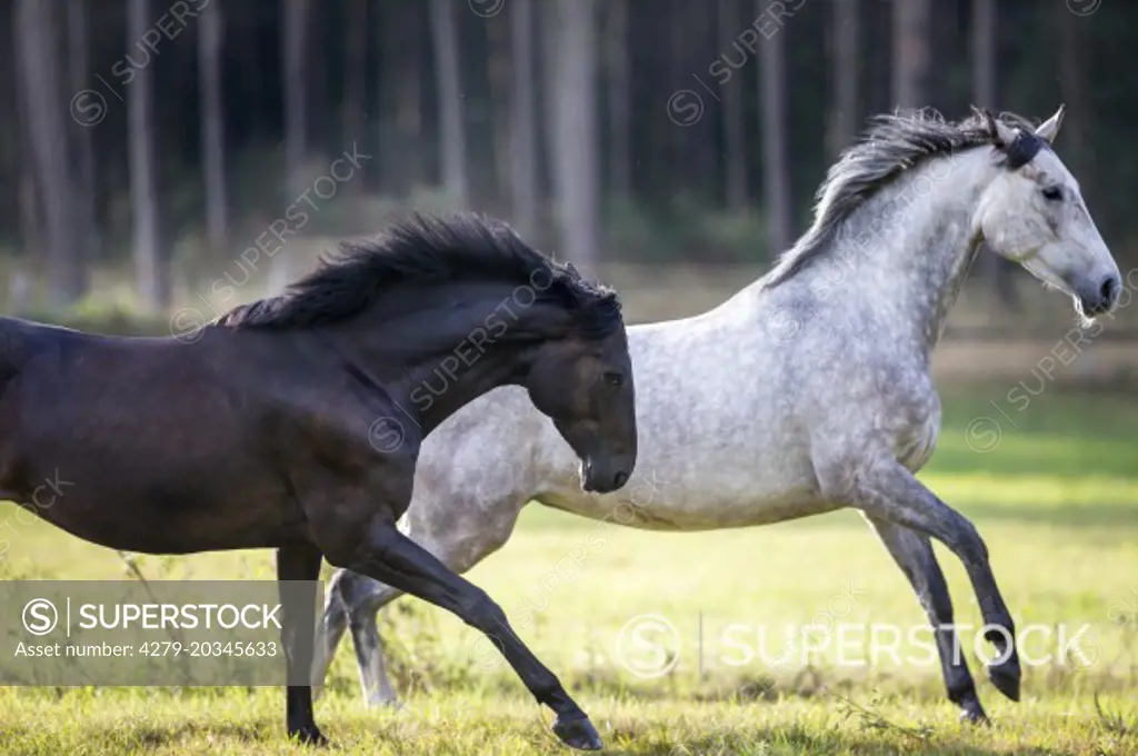 Hanoverian Horse. Bay and gray mare galloping on a pasture. Germany