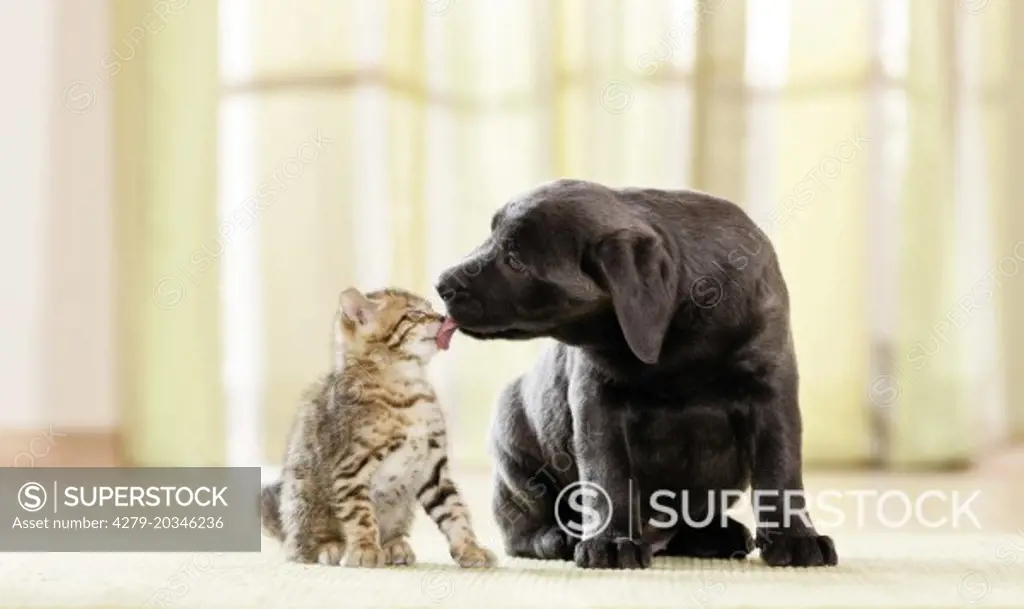 Labrador Retriever and Bengal Cat. Puppy and kitten next to each other, puppy licking kittens mouth. Germany