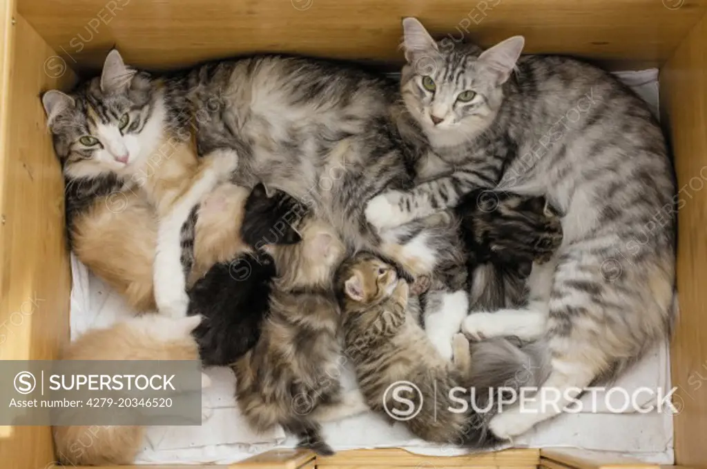 Norwegian Forest Cat. Two mothers together with their kittens (5 and 7 weeks old) sharing a whelping box. Germany