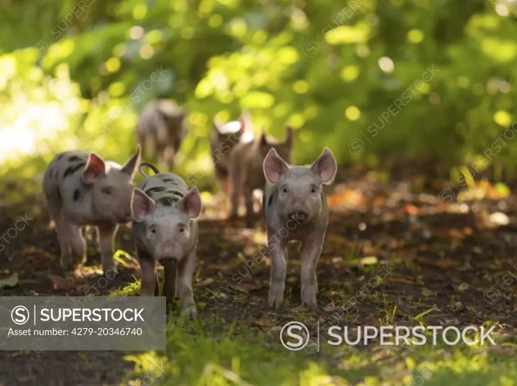 Domestic pig. Free-ranging piglets on a Demeter farm in Germany