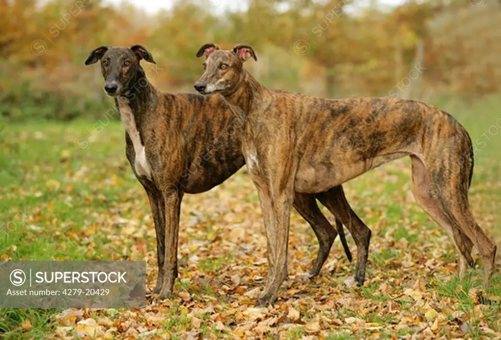 two Greyhounds