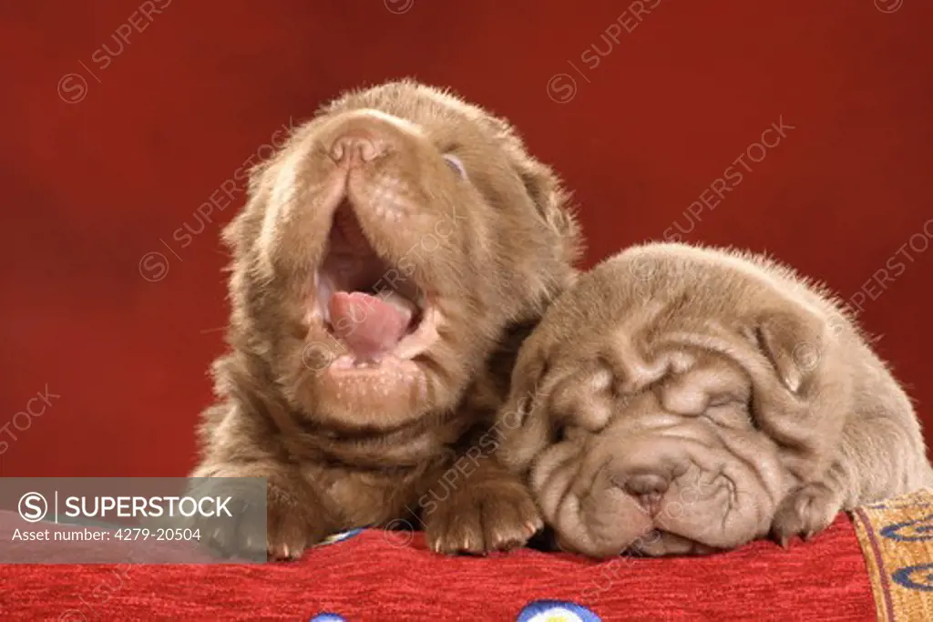 two Shar Pei puppies - lying