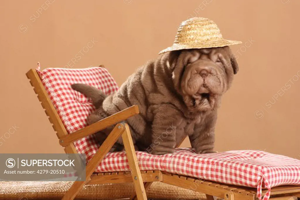 Shar Pei puppy with hat - sitting on deck chair