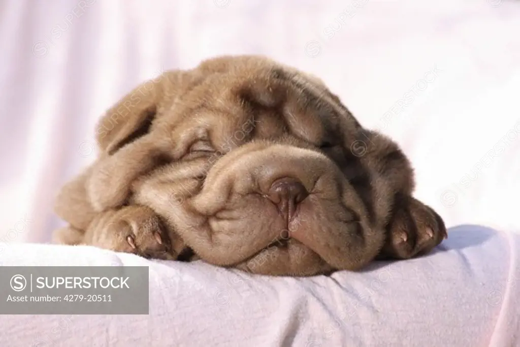 Shar Pei puppy - sleeping