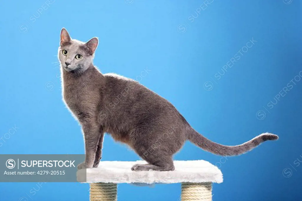 Russian Blue - standing on scratching post