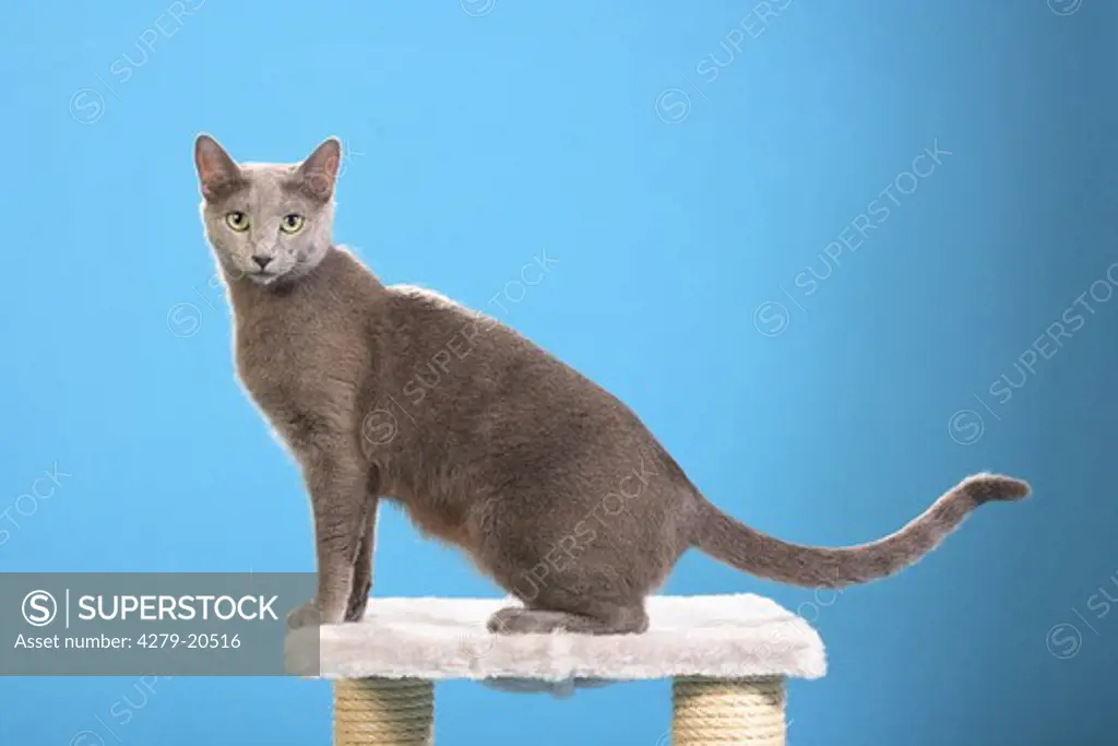 Russian Blue - on scratching post