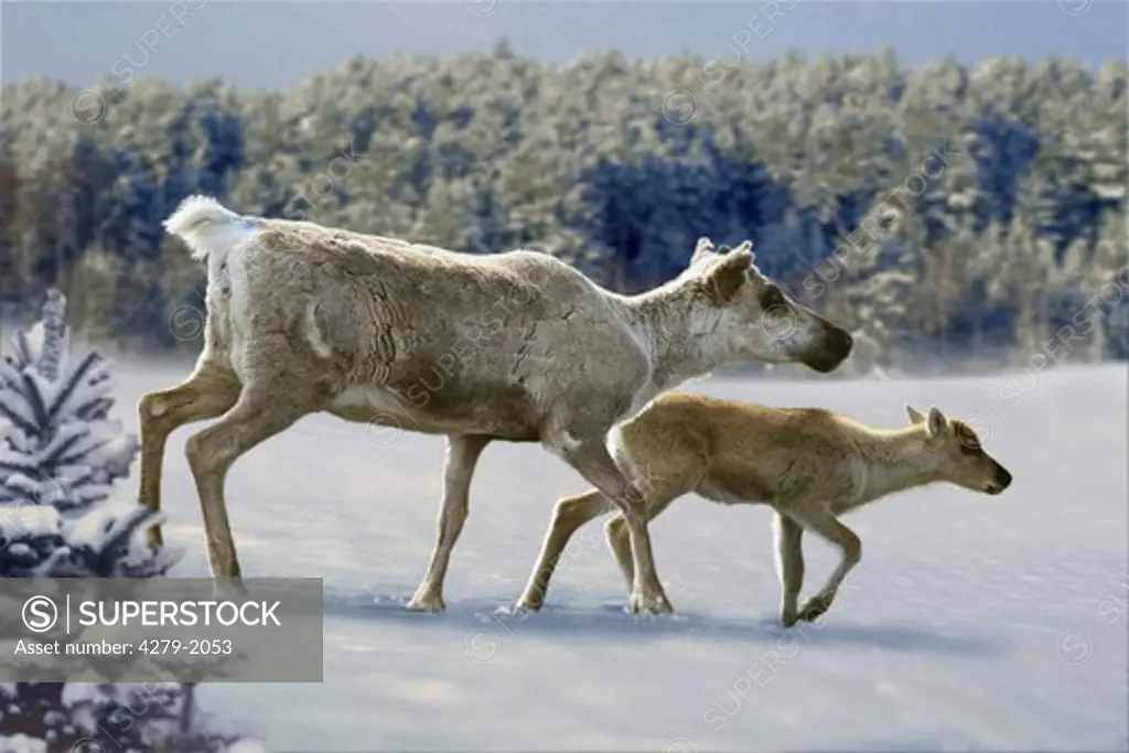 Reindeer, Caribou