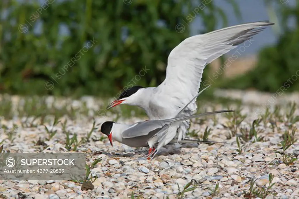 two common terns - mating, Sterna hirundo