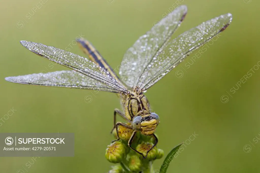wester club-tailed dragonfly on flower, Gomphus pulchellus