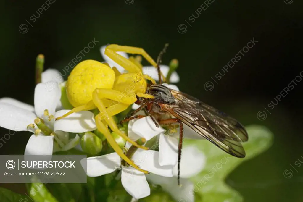 crab spider on blossom with insect, Thomisidae