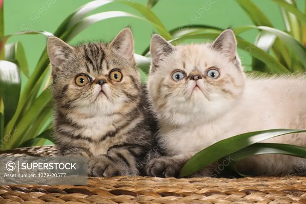 two Exotic Shorthair kittens - lying