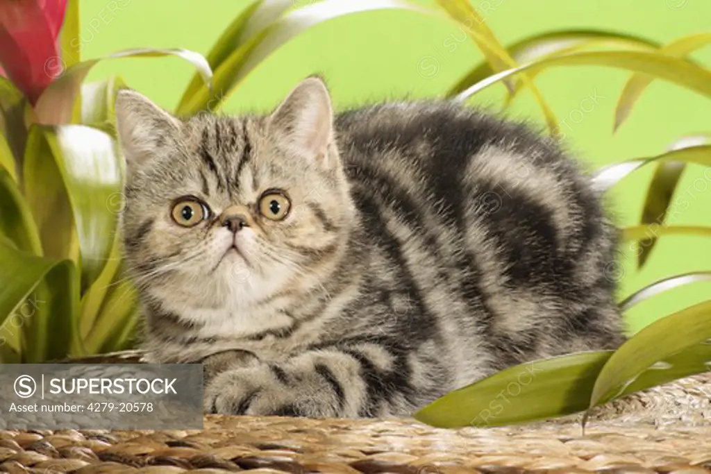 Exotic Shorthair kitten - lying