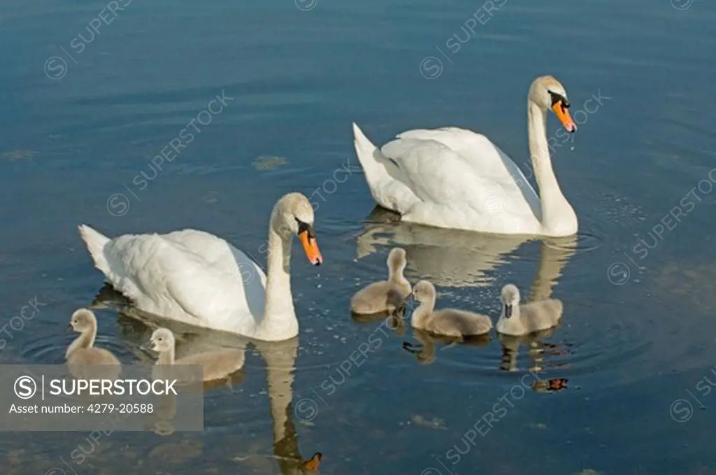 two mute swans with chicks, Cygnus olor
