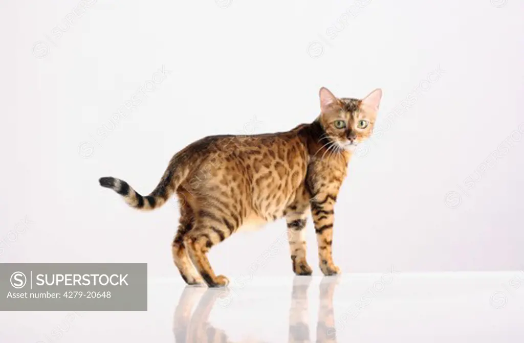 Bengal cat - standing - cut out
