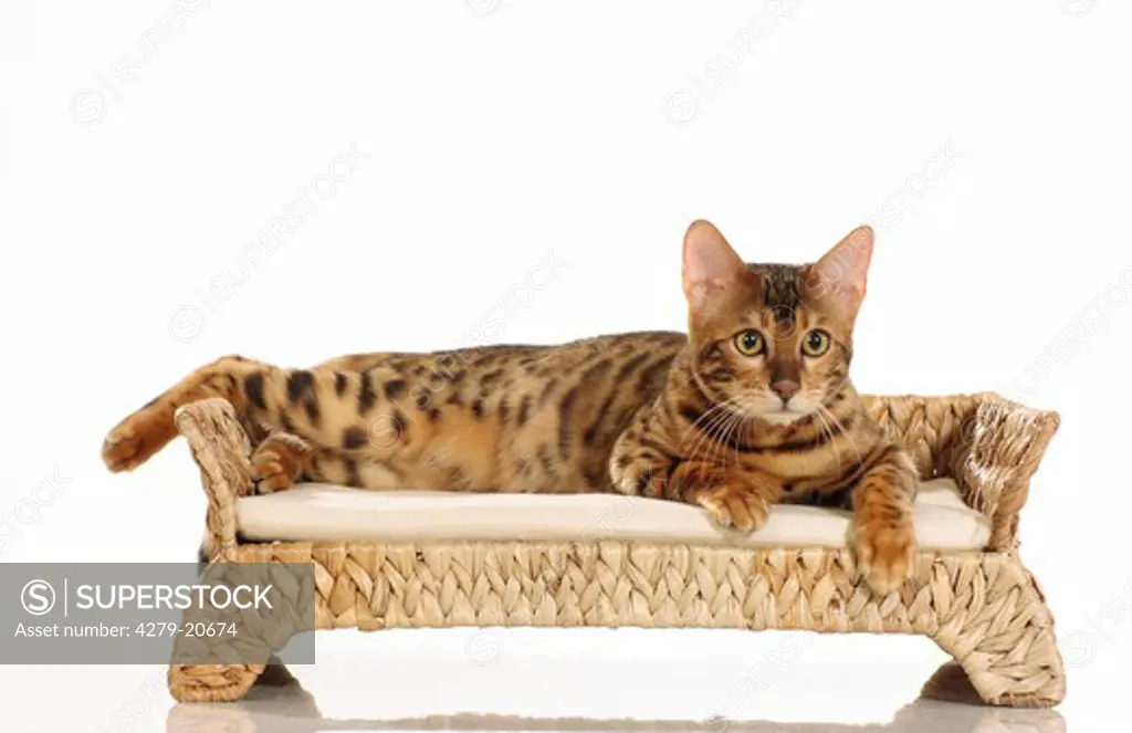 Bengal cat - lying on sofa