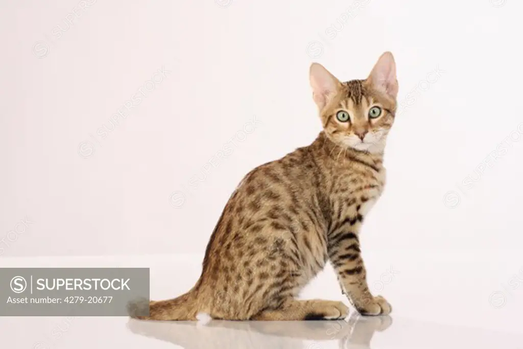 Bengal kitten - sitting - cut out
