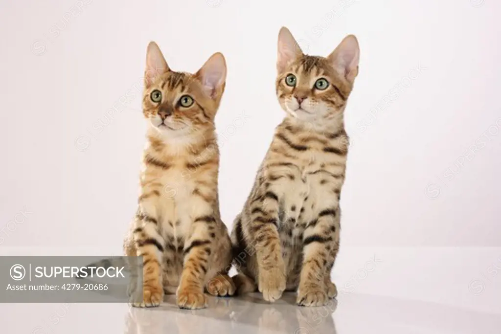 two Bengal kittens - sitting - cut out