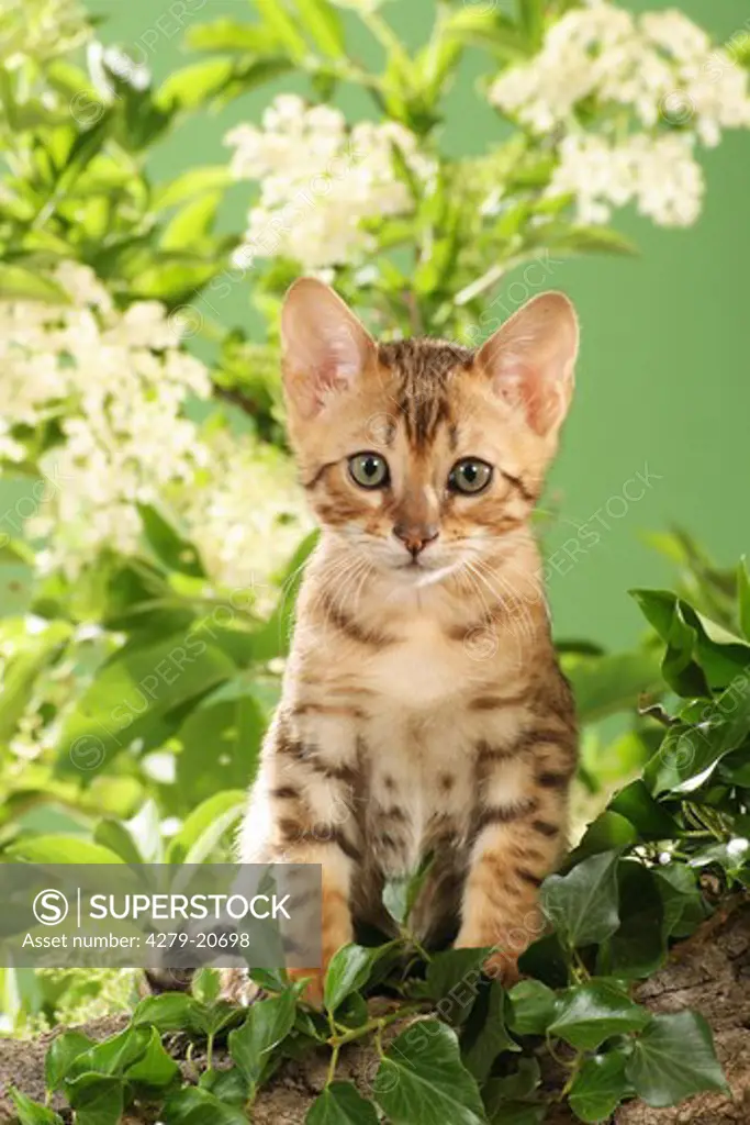 Bengal kitten - sitting in front of elderberry blossoms