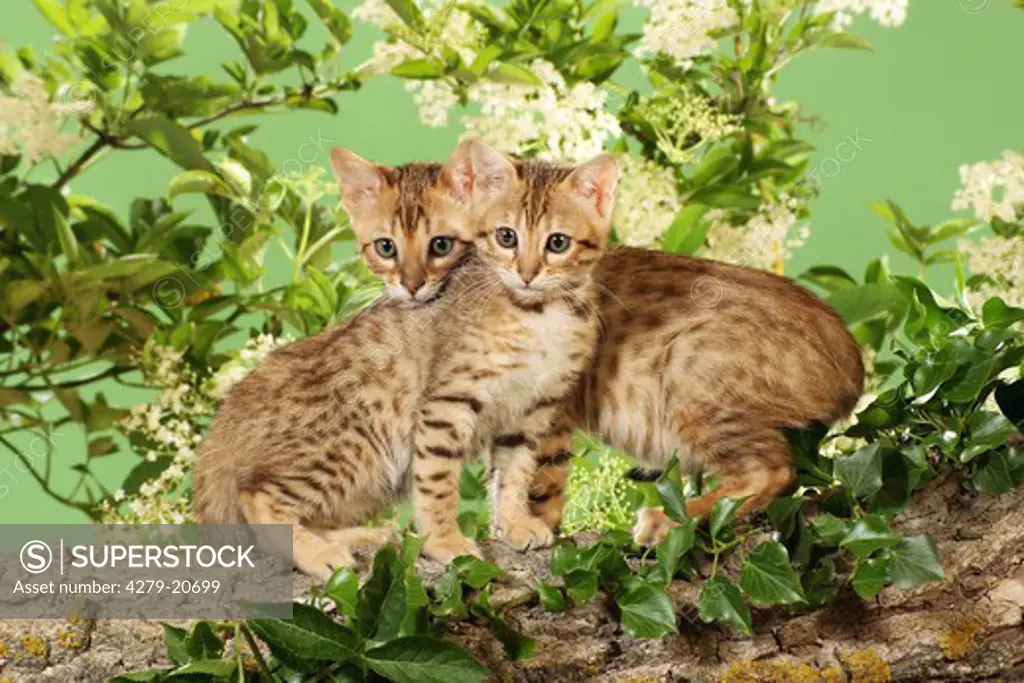 two Bengal kittens in front of elderberry blossoms