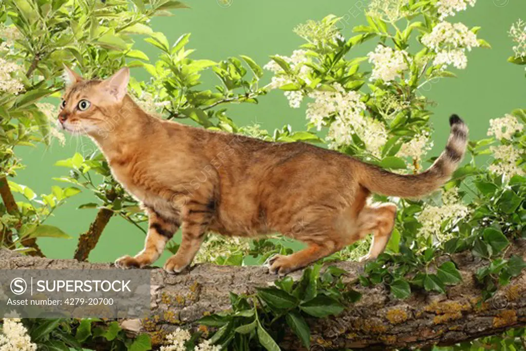 Bengal cat in front of elderberry blossoms