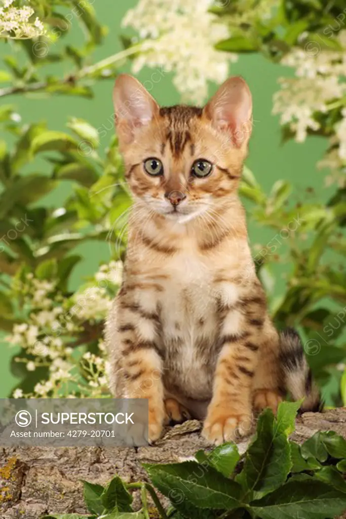 Bengal kitten - sitting in front of elderberry blossoms