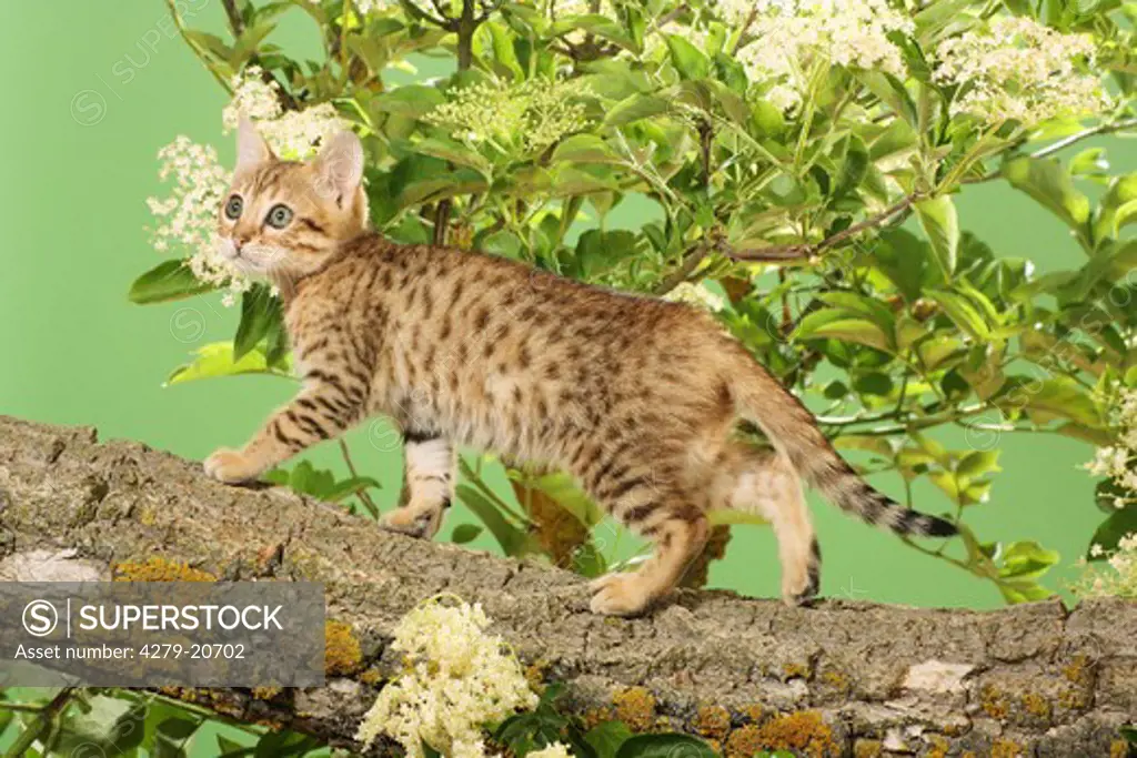 Bengal kitten - in front of elderberry blossoms