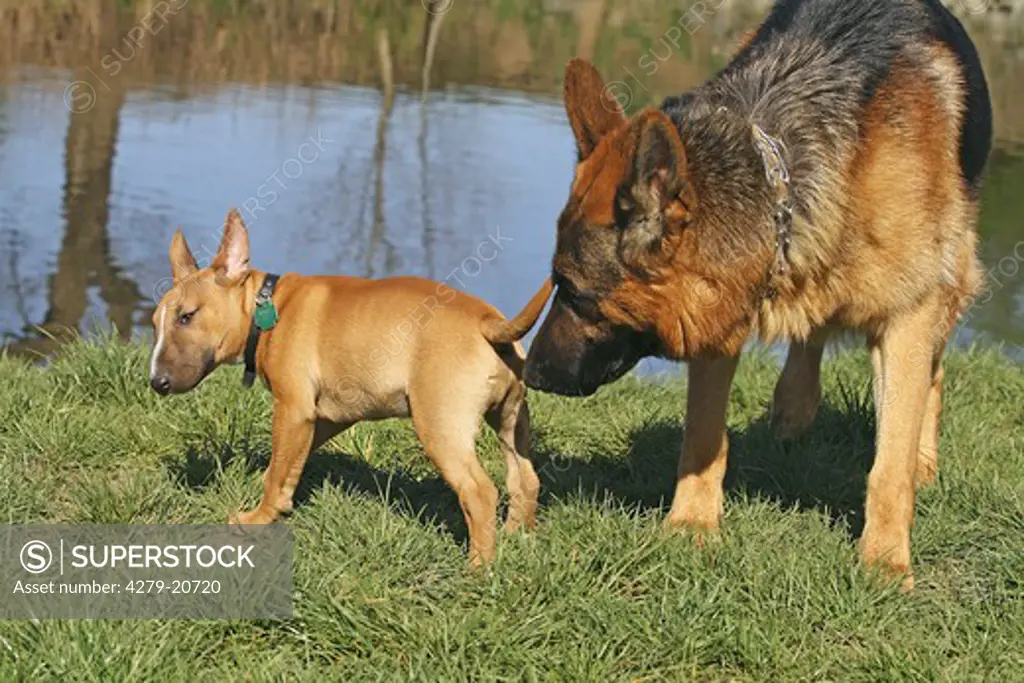 German Shepherd dog sniffing at Bullterrier puppy