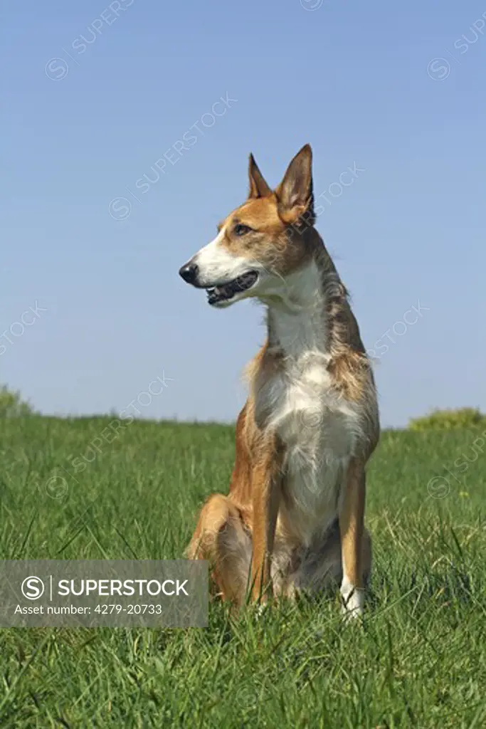 Podenco Ibicenco (wire-haired) - sitting on meadow