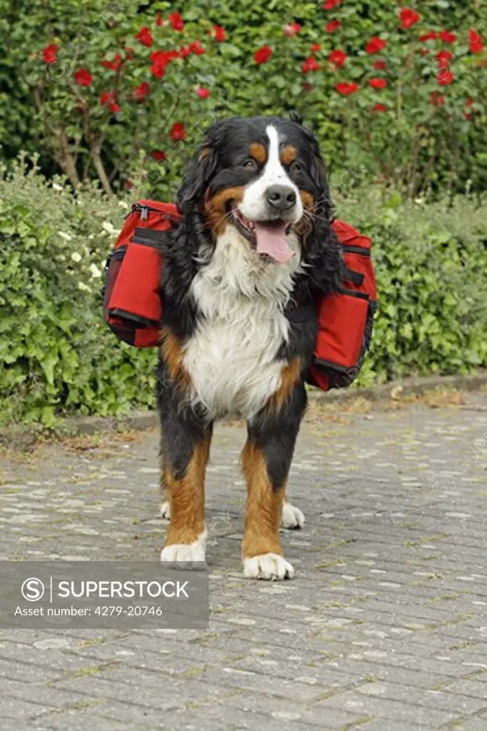 Bernese Mountain dog with rucksack for dogs