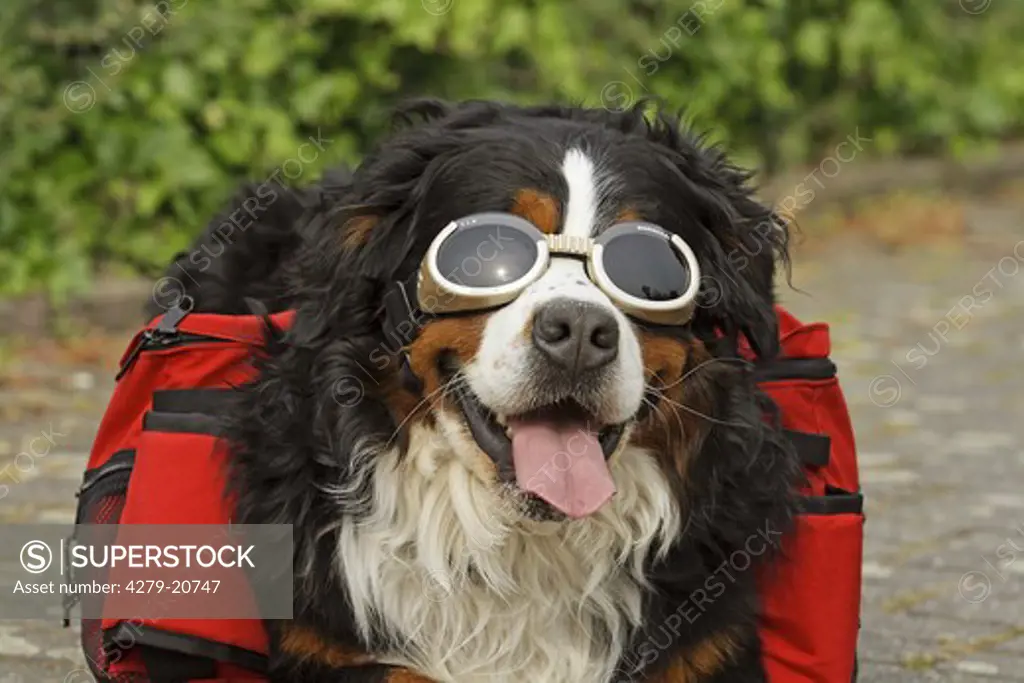 Bernese Mountain dog with rucksack for dogs and glasses