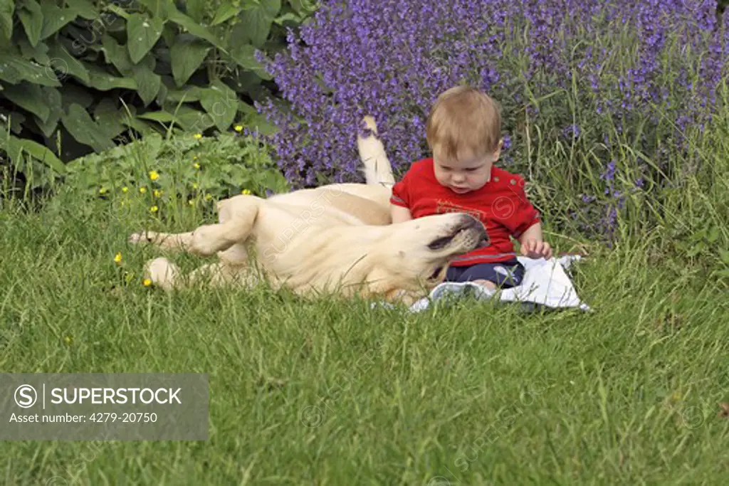 Labrador Retriever and boy on meadow