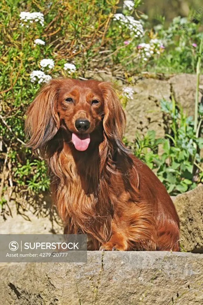 long-haired dachshund - sitting