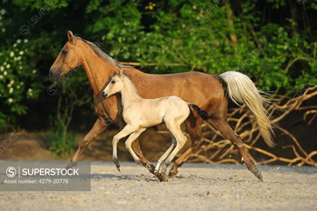 Akhal-Teke - mare with foal