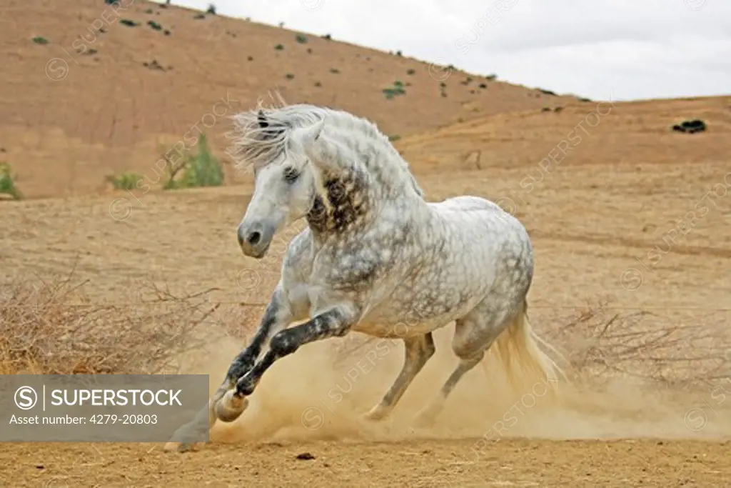 Arab-Barb - galloping